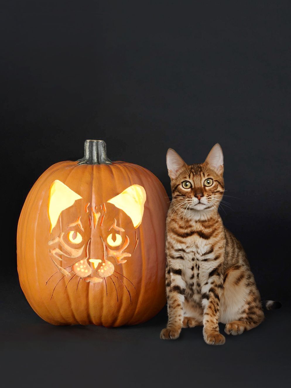 Cat Pumpkin Template Printable Free