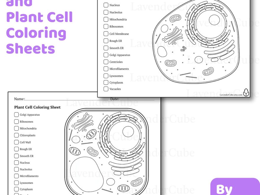 Animal And Plant Cell Coloring Worksheets Digital Download 300 DPI Png Etsy