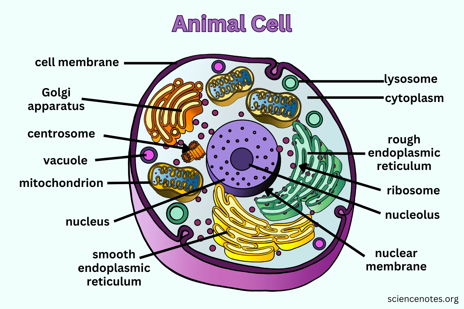 Animal Cell Diagram Organelles And Characteristics