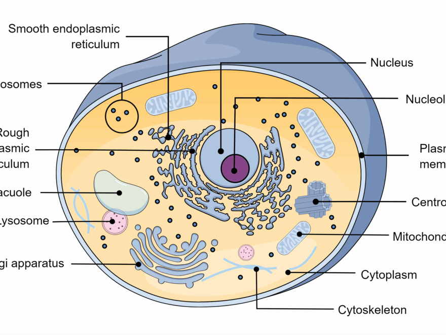 Animal Cell Structure Infographic Templates