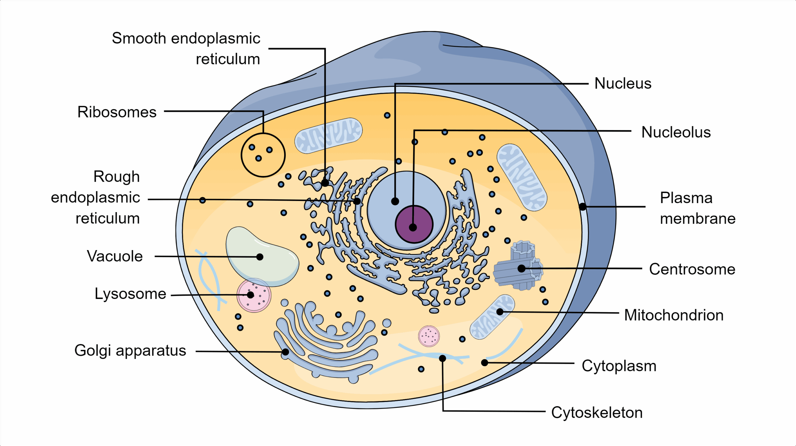 Animal Cell Structure Infographic Templates
