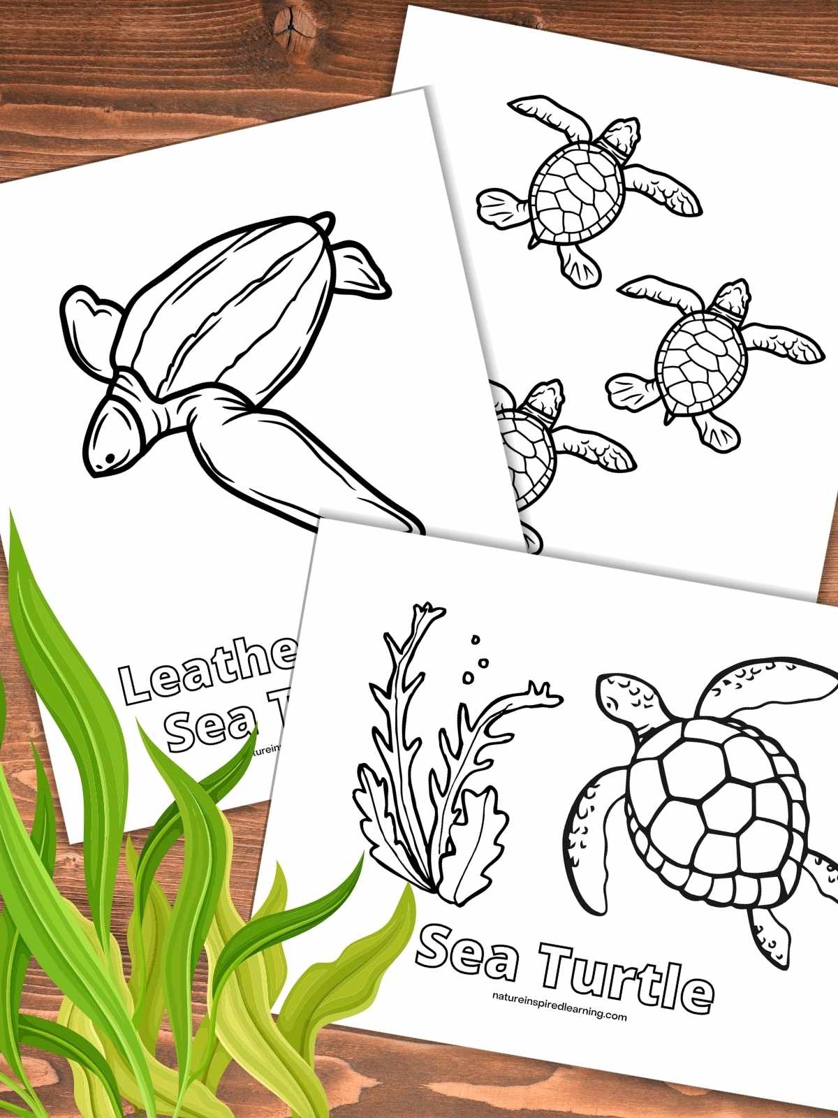 Sea Turtle Coloring Page Printable