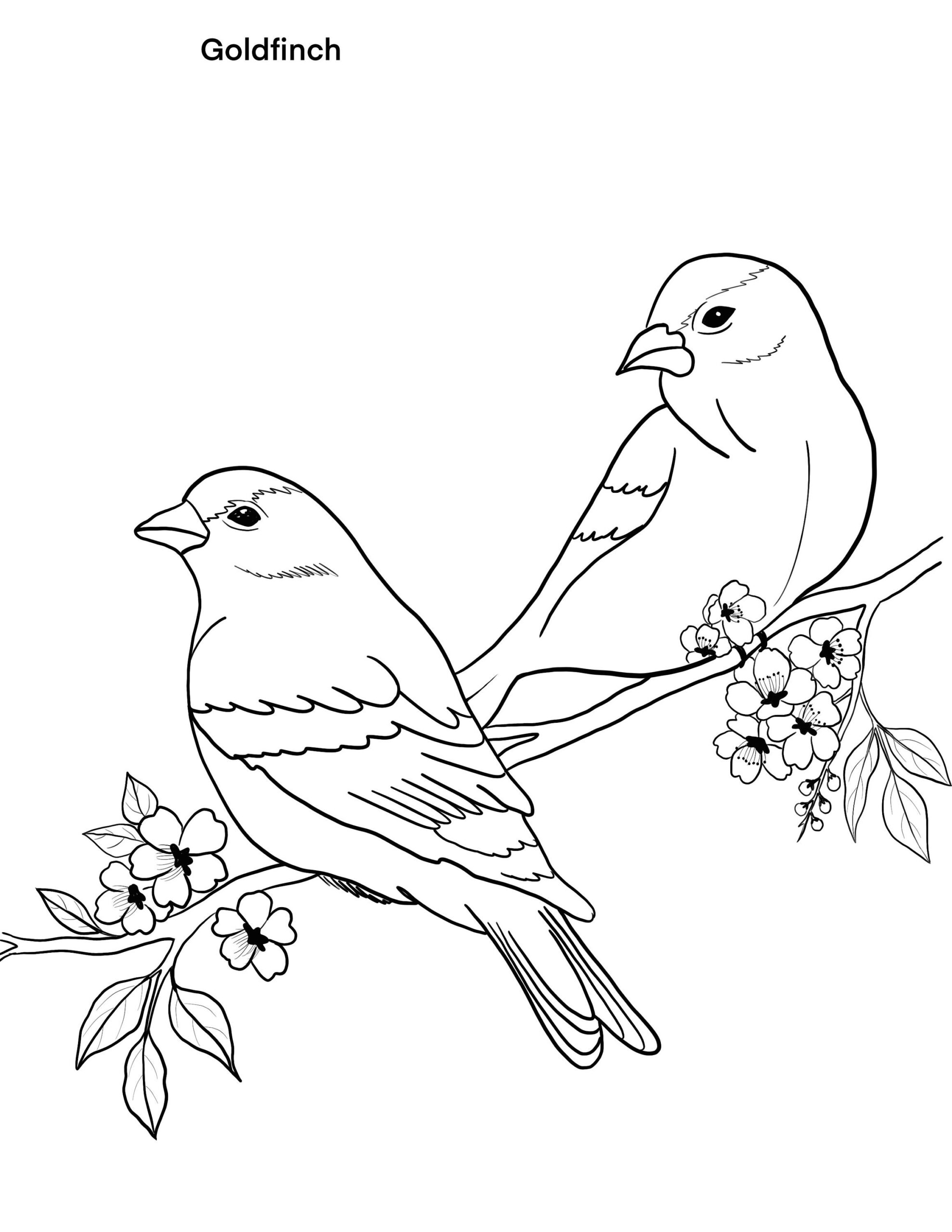 Birds Printable Coloring Sheet Coloring Pages Kids Coloring Pages Kids Summer Activity Birds Pictures Etsy