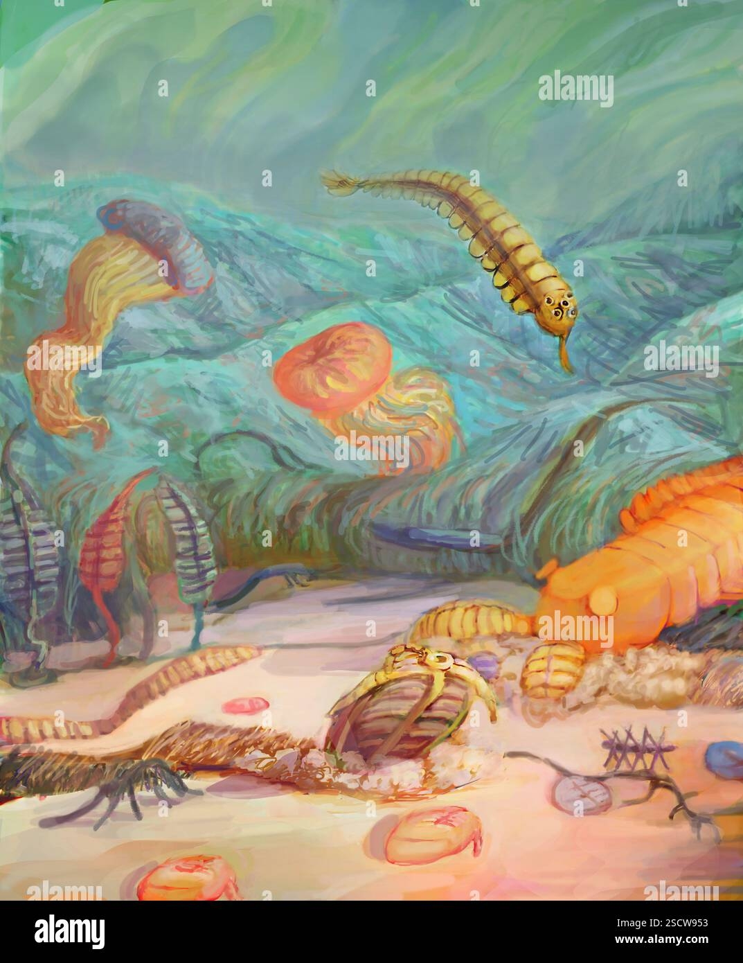 Cambrian Fossil Drawing Hi res Stock Photography And Images Alamy