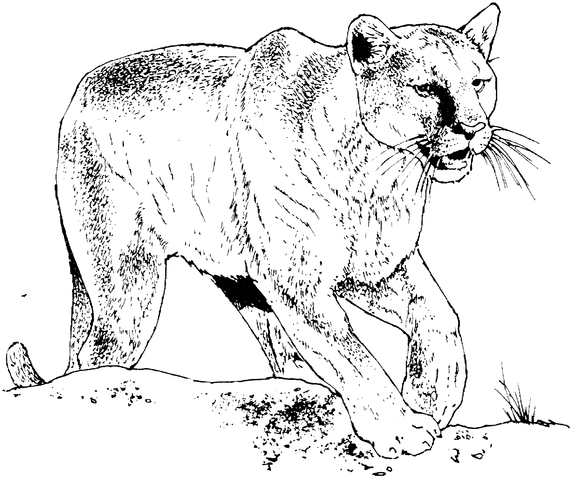 Cougar 4476 Animals Free Printable Coloring Pages
