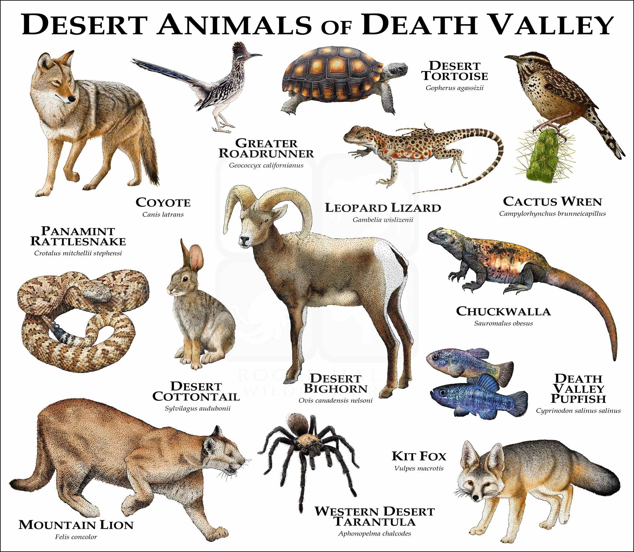Free Printable Pictures Of Desert Animals And Plants