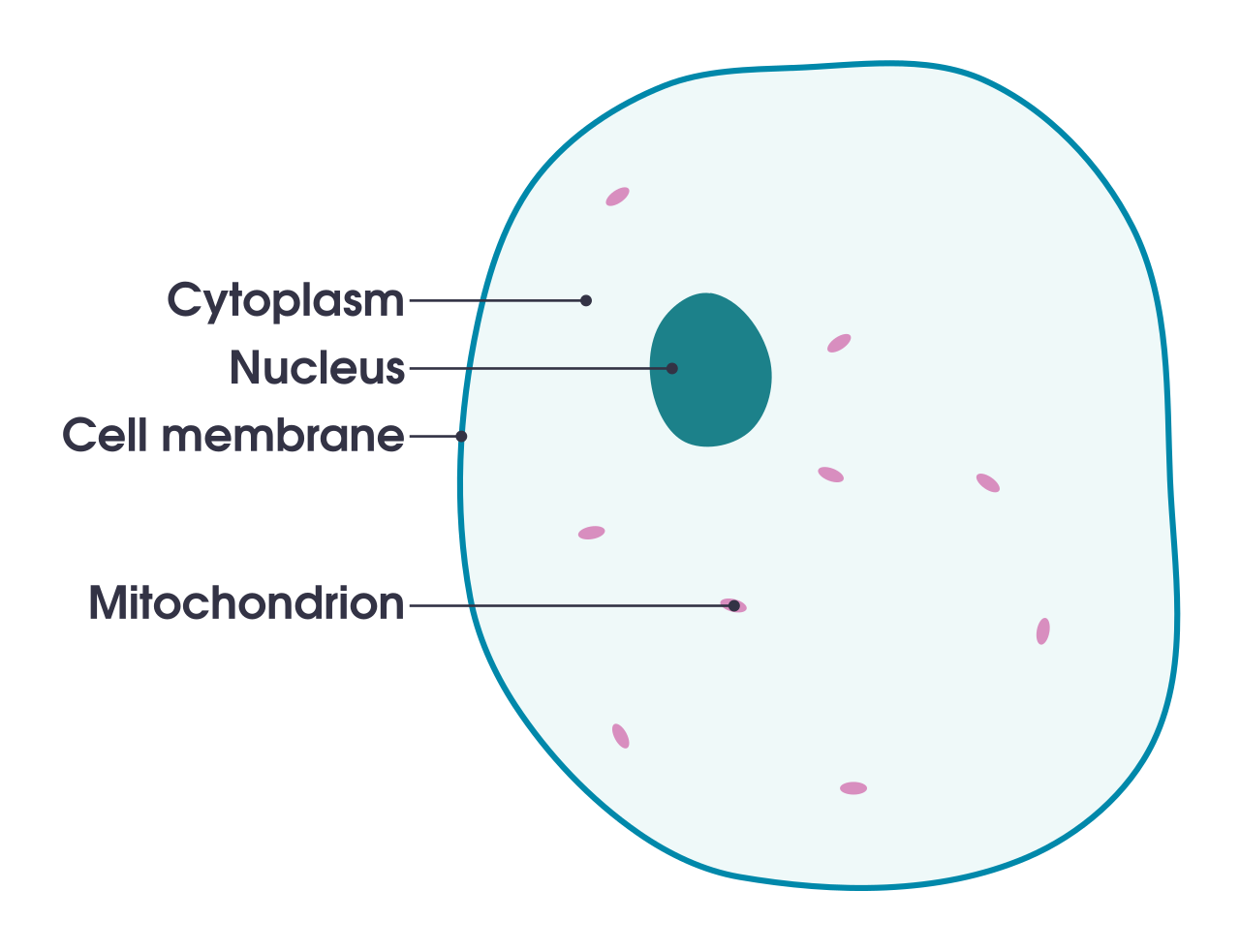 Diagram Of A Cell With Labels Printable Downloadable