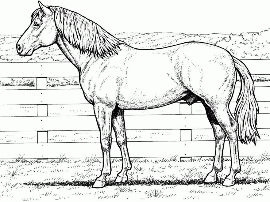 Free Horse Coloring Pages