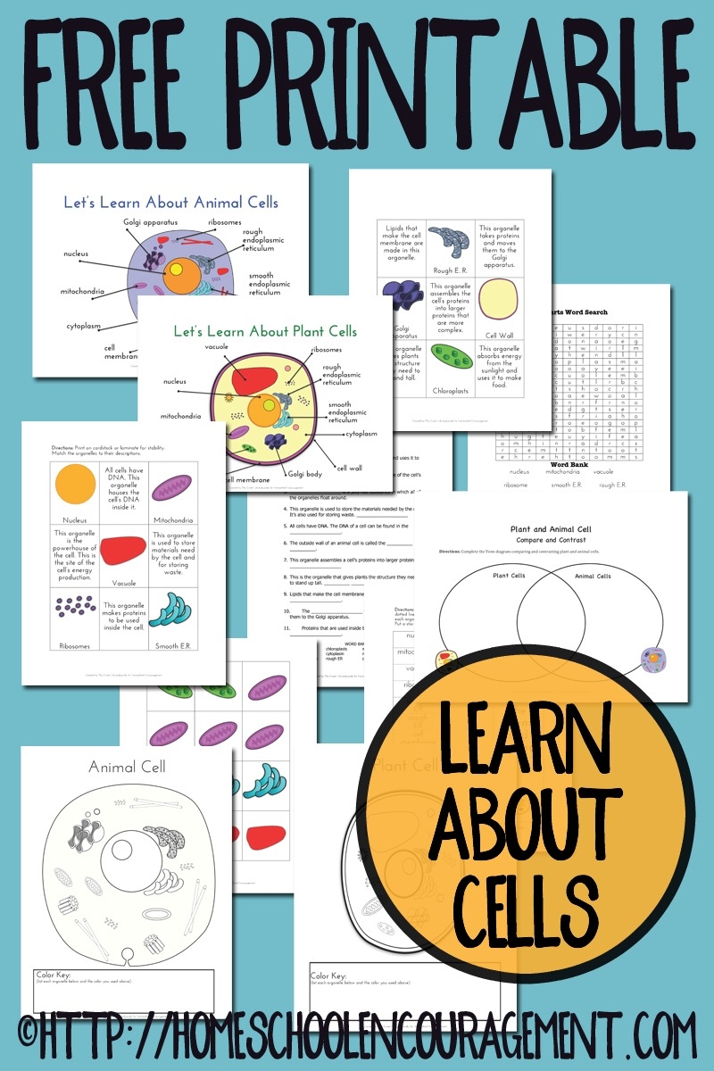 Plant And Animal Cells Printables