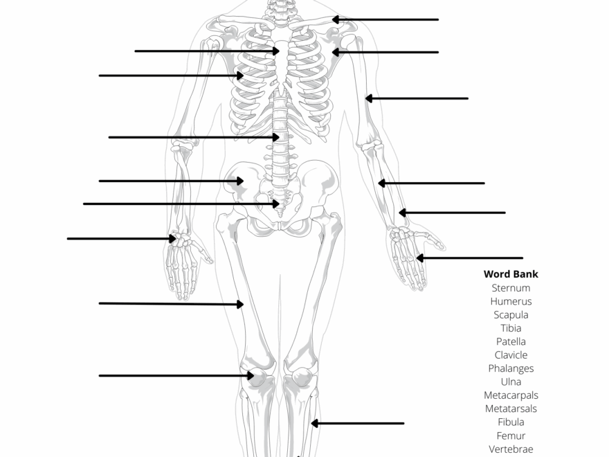 Human Anatomy Worksheets And Study Guides
