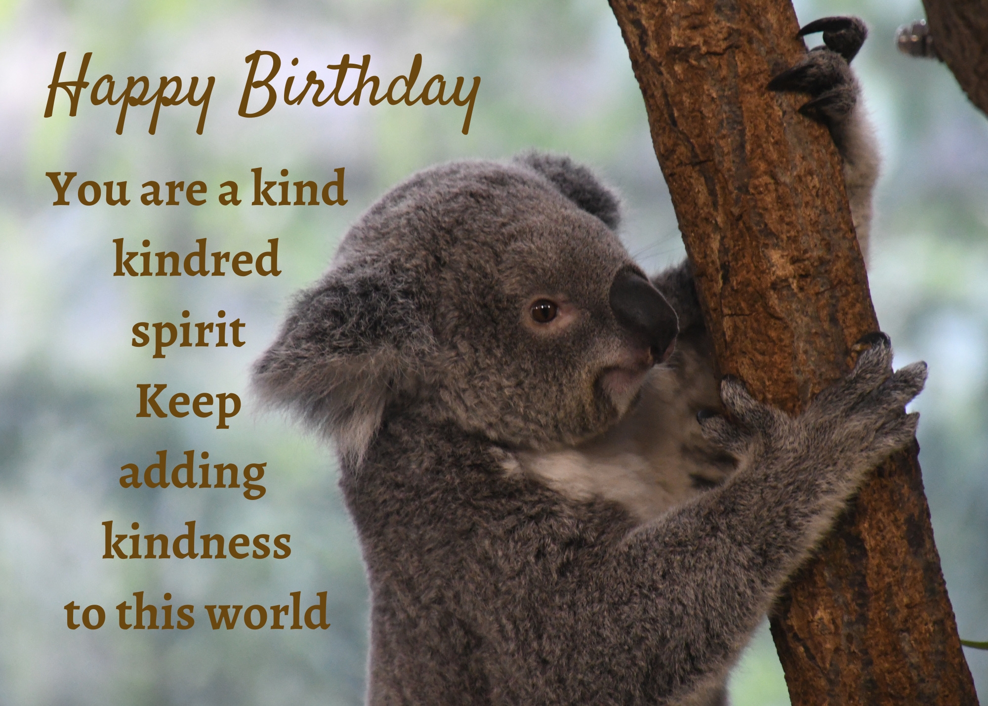 Koala Birthday Card Lara De Ann