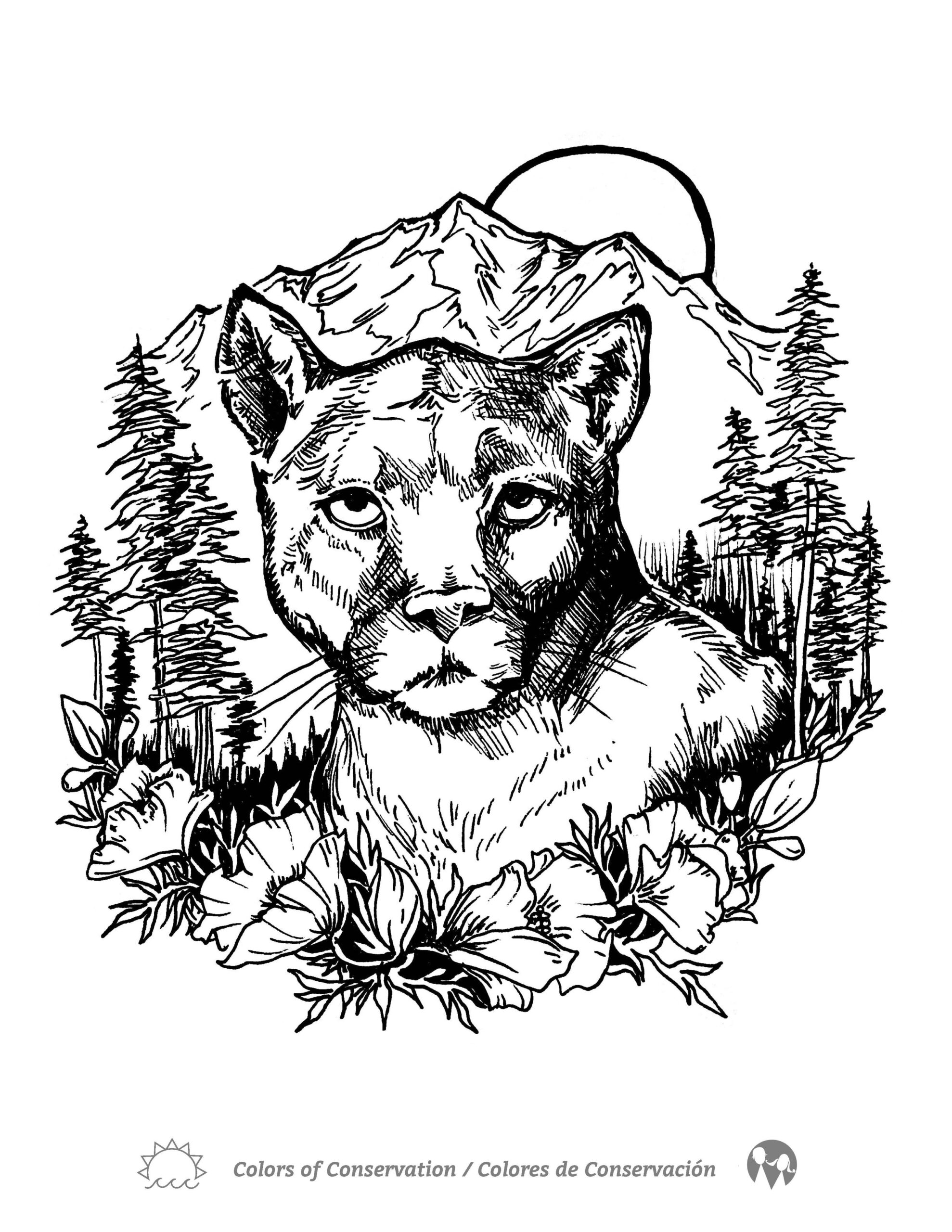 Mountain Lion Coloring Book Page Climate Kids Connects Carnivores