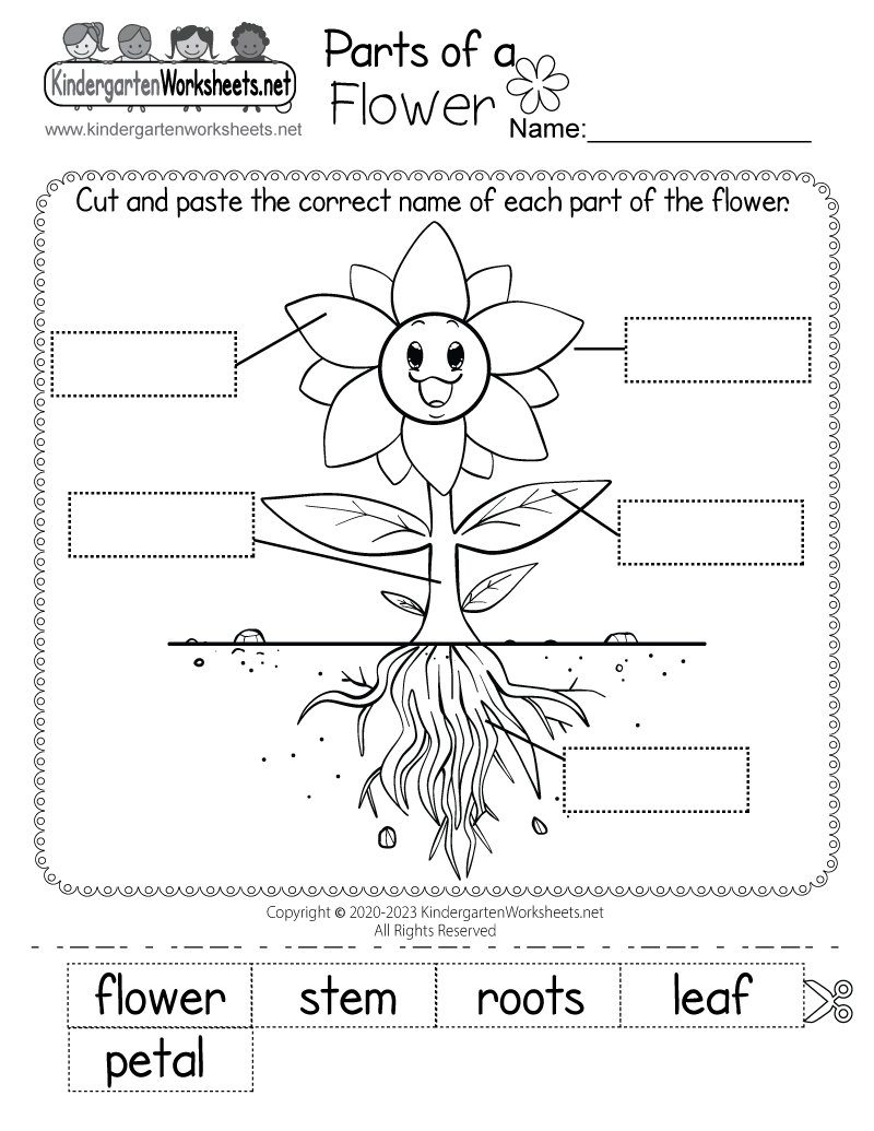 Parts Of A Flower Worksheet Free Printable Digital PDF