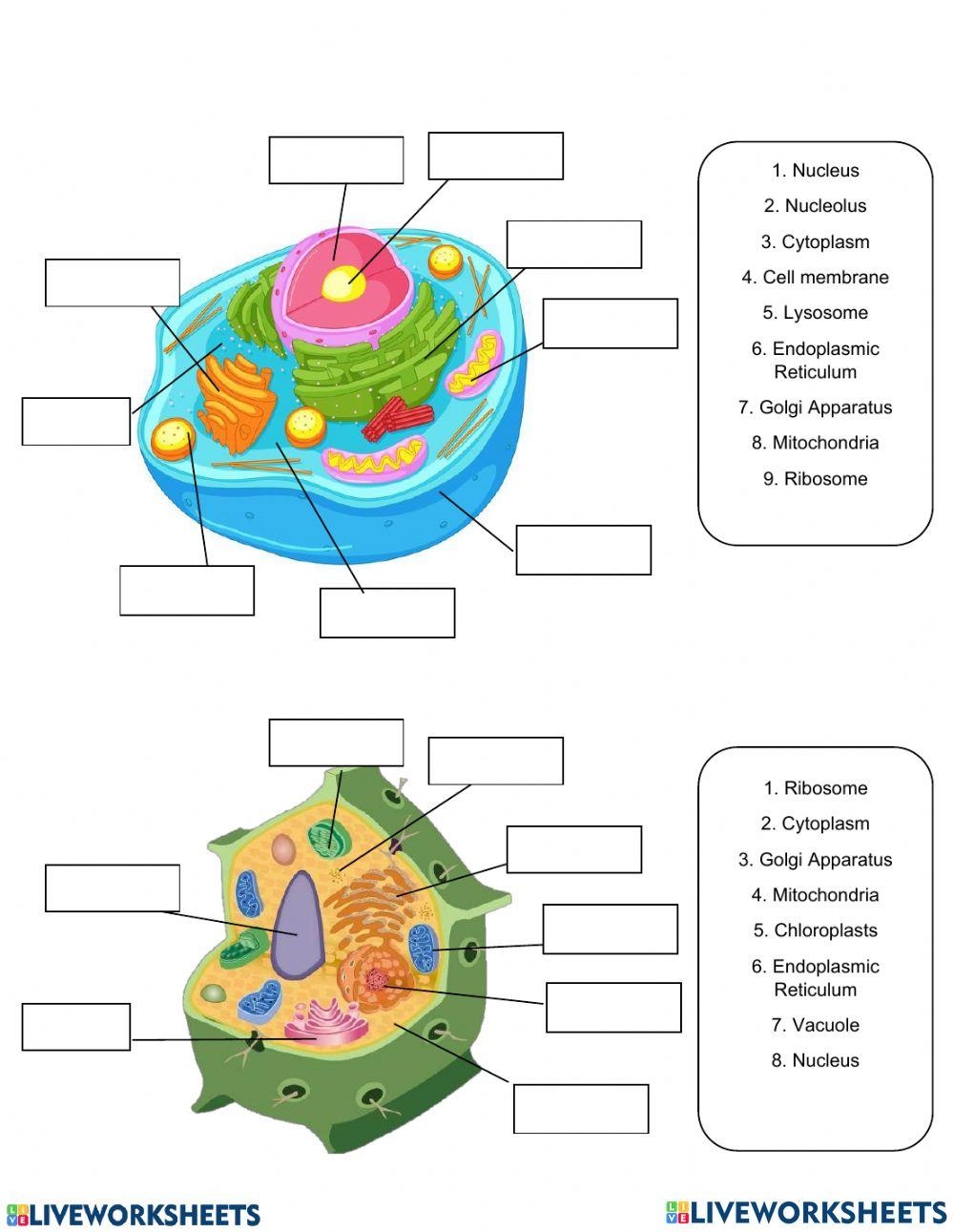 Plant And Animal Cells Structure And Differences Free Worksheets Library