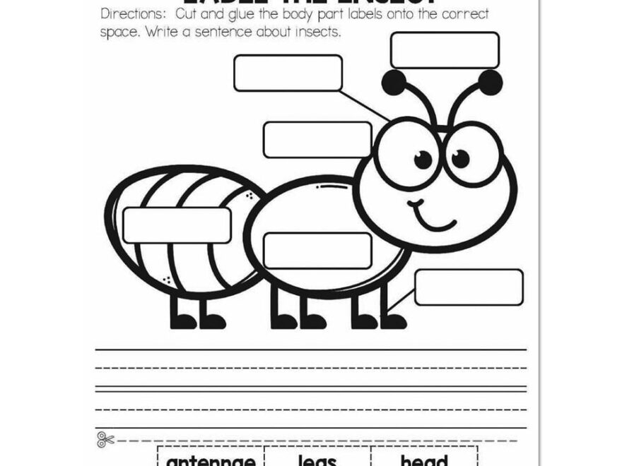 Summer Early Finishers 1st Grade Science Label The Insect Lucky Little Learners