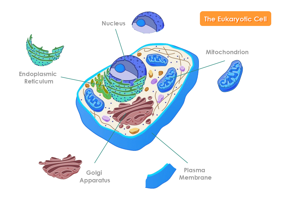 The Eukaryotic Cell Template MyDraw